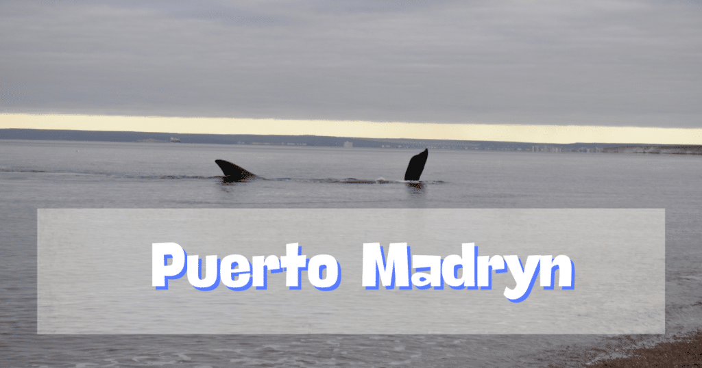 Best time to visit and see whales in Puerto Madryn 2024