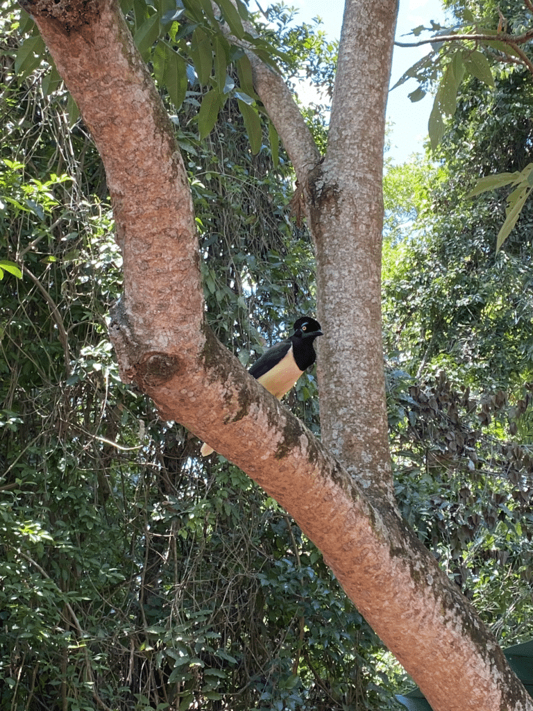 iguazu falls birds