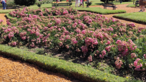 Exploring the Rose Garden (El Rosedal) in Buenos Aires